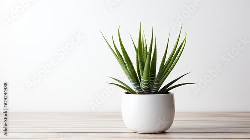 Aloe vera in pot on white table  place for text  copy space