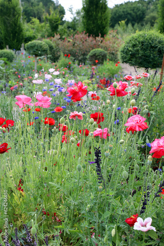 Fototapeta Naklejka Na Ścianę i Meble -  Beautiful red poppy flowers in a garden setting in United Kingdom countryside