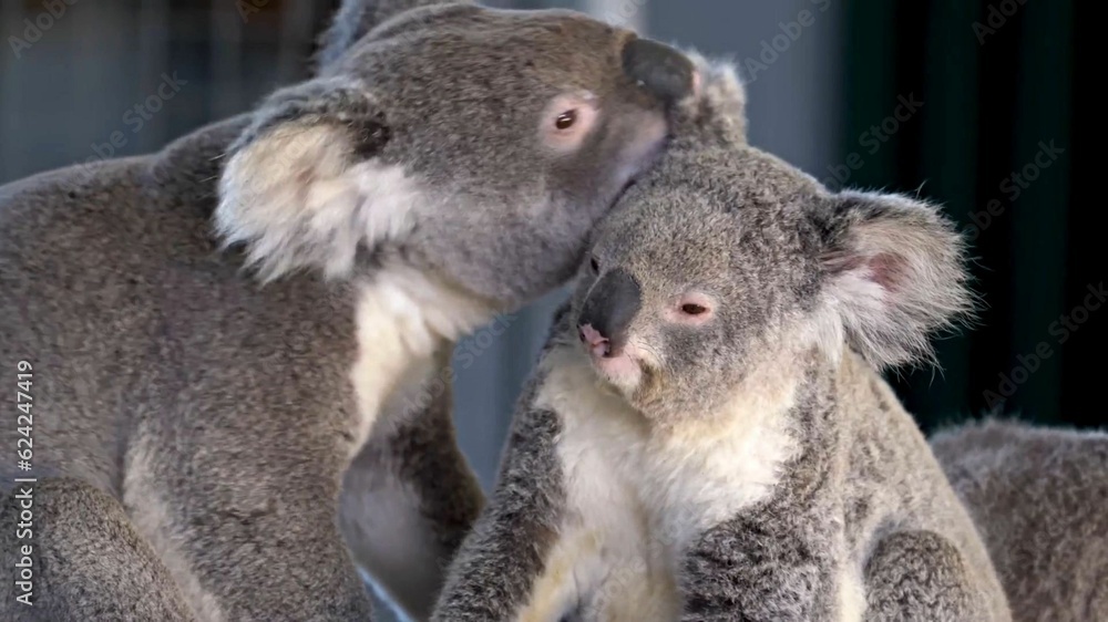 Fototapeta premium koala bear cub