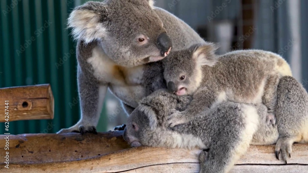 Fototapeta premium koala bear cub