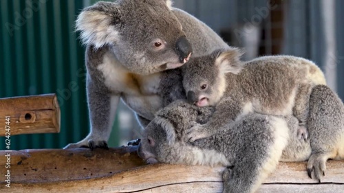 Fototapeta Naklejka Na Ścianę i Meble -  koala bear cub