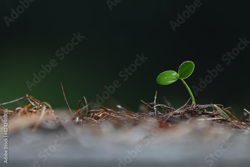 Plant seeds grown in the soil and fresh rain and transparent water drops on young cotyledons with green sprouts, precious nature, global environment and beautiful life concept 