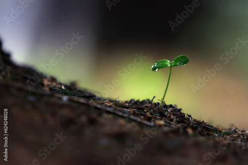 Plant seeds growing through the soil and fresh rain and transparent water drops on young cotyledons with green sprouts and precious nature, environment and beautiful life concept 