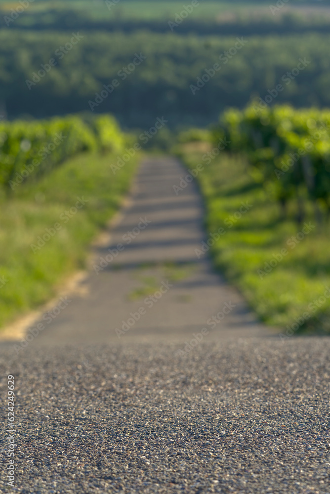 Einsame ländliche Straße durch grüne Landschaft die zu einem endlosen Horizont der Natur führt.