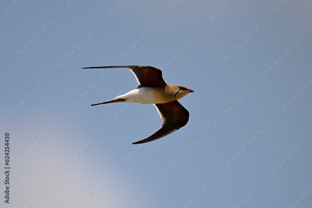Obraz premium Collared pratincole // Rotflügel-Brachschwalbe (Glareola pratincola) - Axios Delta, Greece