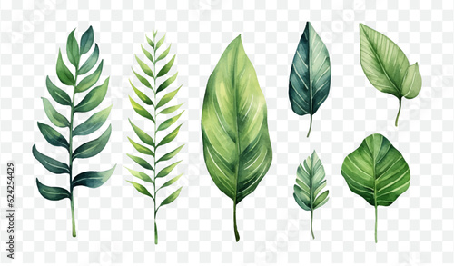 Tropical leaf, palm, monstera, exotic plant isolated vector illustration