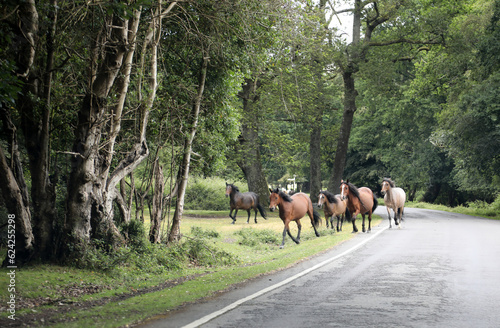 Beautiful wild horses in New Forest in Dorset in United Kingdom © jacquimartin