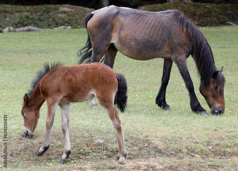 Fototapeta premium Beautiful wild horses in New Forest in Dorset in United Kingdom