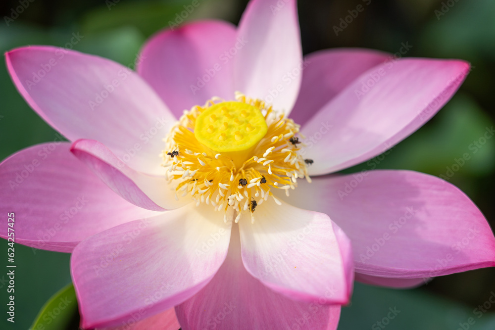 beautiful blooming lotus flower or water lily on water surface with dark blue leaves in peaceful garden, nature background, aquatic, Thailand beautiful blooming lotus flower or water lily on water surface with dark blue leaves in peaceful garden, nature background, aquatic, Thailand
