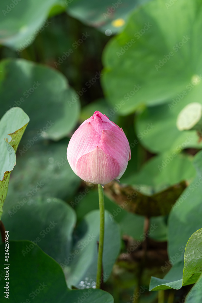 beautiful blooming lotus flower or water lily on water surface with dark blue leaves in peaceful garden, nature background, aquatic, Thailand