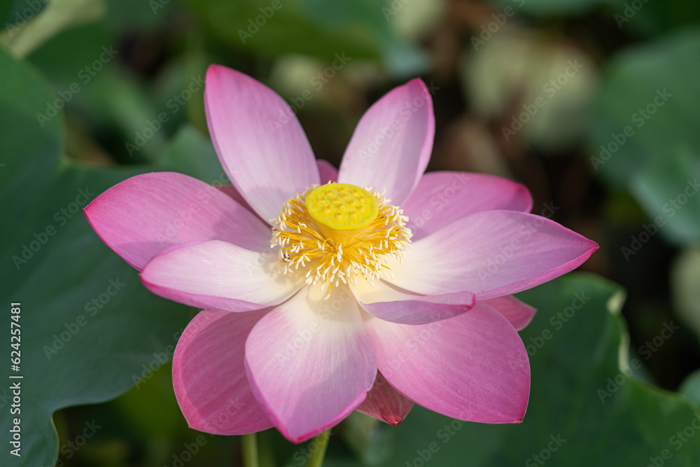 beautiful blooming lotus flower or water lily on water surface with dark blue leaves in peaceful garden, nature background, aquatic, Thailand beautiful blooming lotus flower or water lily on water surface with dark blue leaves in peaceful garden, nature background, aquatic, Thailand