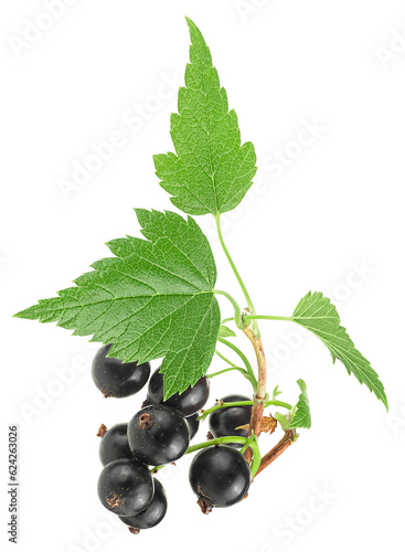 Ripe black currant with green leaves isolated on a white background. Blackcurrant on the branch.