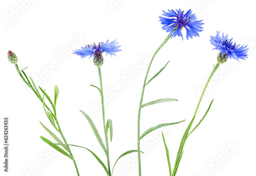 Group of blue cornflowers isolated on a white background