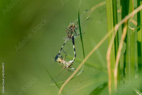 Closeup green Dragonflies mating on the leaf, animal closeup, animal mating