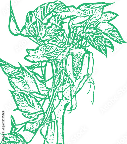 A green outline of a plant