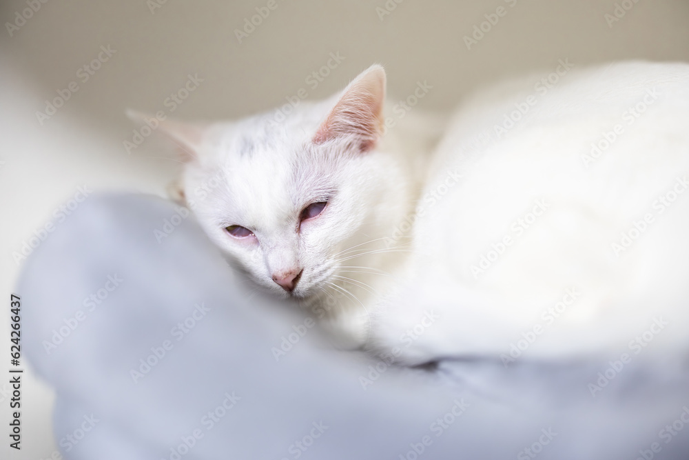 白目を剥いて眠る白猫