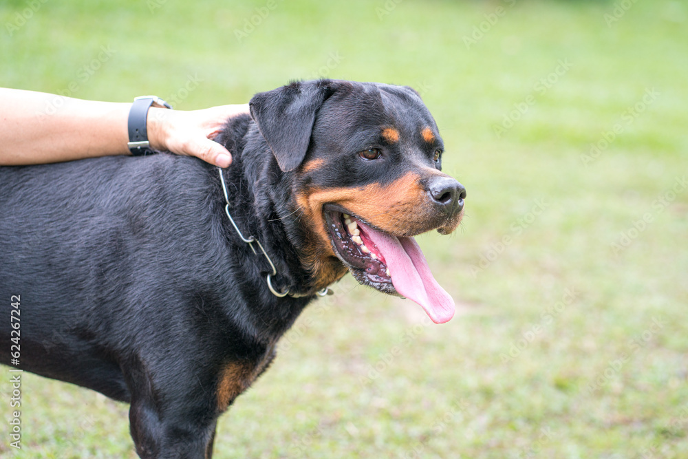 Hand touching dog rottweiler. Good guard dog. Close up view. Copy space.