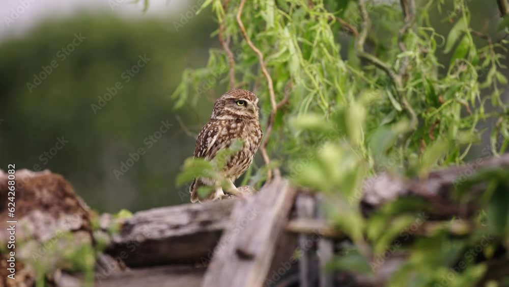 Tawny Owl, Looking Around, Hidden Amongst Tree Branches, Lush Green Forest Area, Close Yp Slow Motion, Tawny Owl, Looking Around, Hidden Amongst Tree Branches, Lush Green Forest Area, Close Yp Slow Motion,