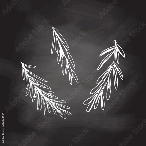 Organic food. Hand drawn vector sketch of rosemary branches on chalkboard background. Doodle vintage illustration.