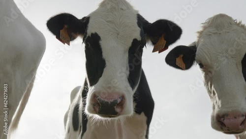 A close-up view of curious black and white dairy cows standing together in a green field under a bright sky, their faces turned toward the camera, expressing calm curiosity and gentle farm life.