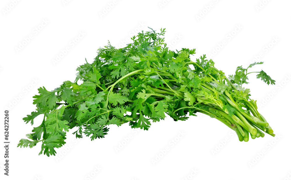 Coriander transparent png Coriander transparent png