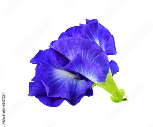 Butterfly Pea flower transparent png