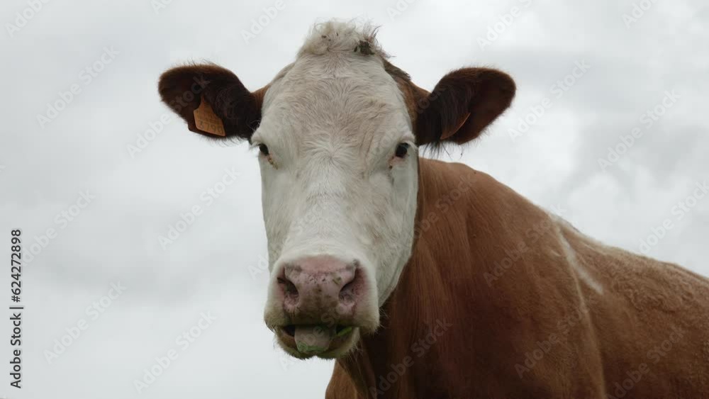 Grazing cow in the countryside of the Azores islands Grazing cow in the countryside of the Azores islands