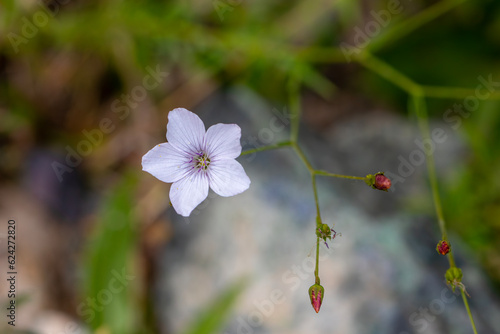 Linum narbonense. Blue flax flowers among the vegetation in meadow.  photo