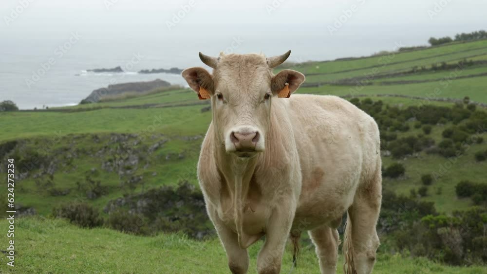 Grazing cow in the countryside of the Azores islands Grazing cow in the countryside of the Azores islands