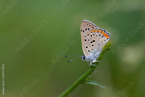 wonderful butterfly with red wings, Lycaena kurdistanica