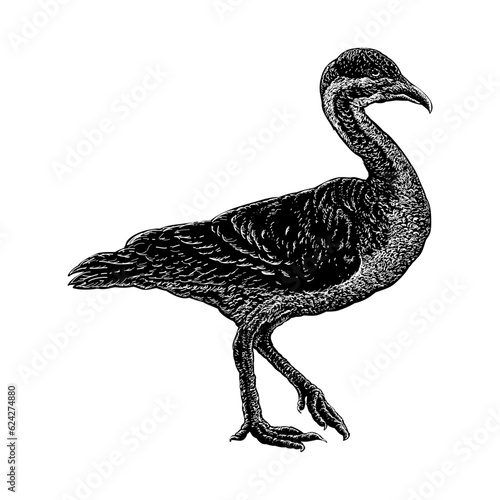 Vegavis hand drawing vector isolated on background.	