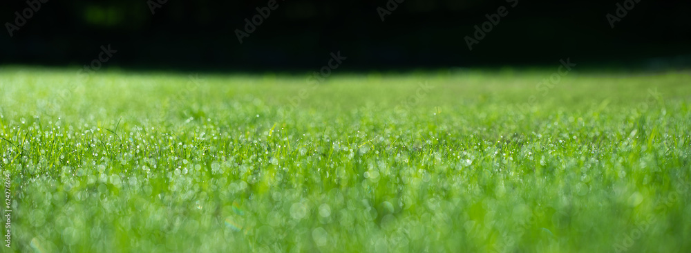 Obraz premium zielona trawa na wiosne, piękny zielony trawnik w ogrodzie, green lawn