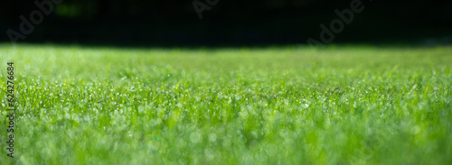 zielona trawa na wiosne, piękny zielony trawnik w ogrodzie, green lawn