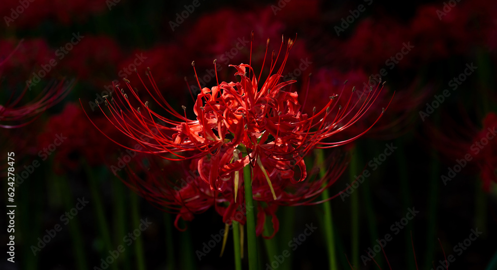 彼岸花_ヒガンバナ_曼珠沙華 彼岸花_ヒガンバナ_曼珠沙華