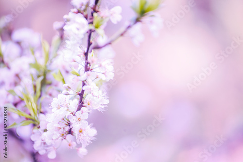 Purple Pastel flower floral soft nature blossom blurred background. Vintage retro romance plum botanical bloom spring season. Blurry Cherry blossom petals plant in beautiful garden. Backdrop template