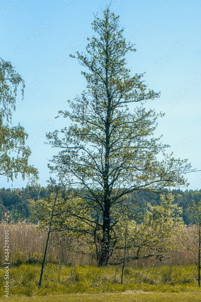 Obraz premium FOREST TREE 