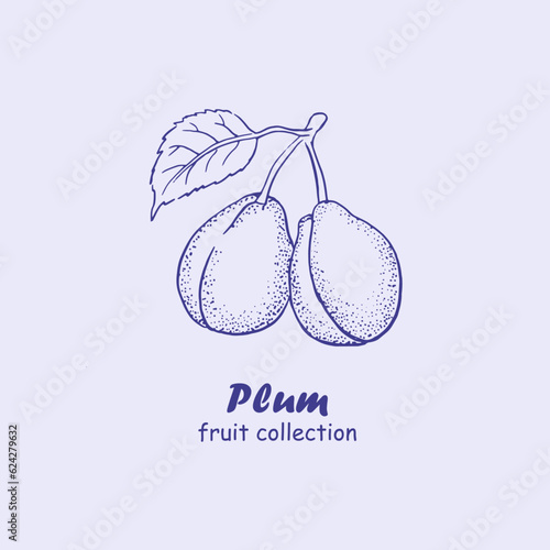 Plum, fruits , logo, plum branch , plums , doodle ,line art, sketch, drawing, illustration, plums and leaves, package logo