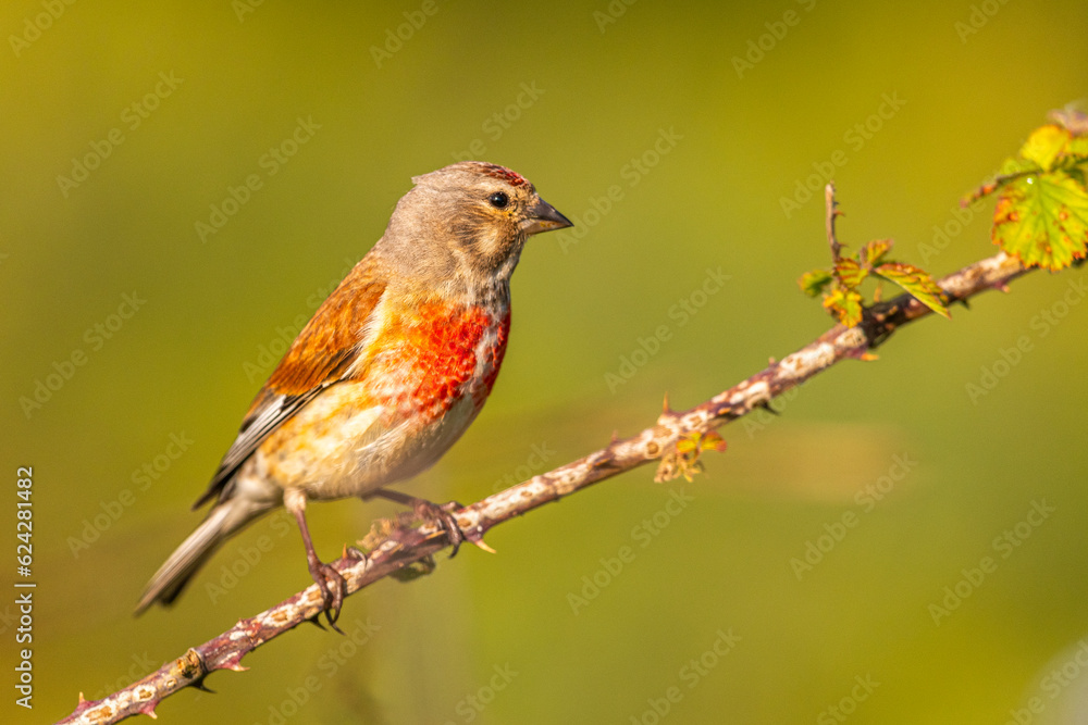 Linotte mélodieuse (Linaria cannabina, Common Linnet) Linotte mélodieuse (Linaria cannabina, Common Linnet)