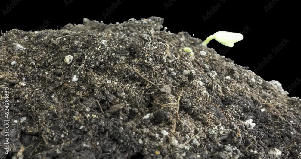 Fresh cucumber growing macro timelapse. Closeup of germination and