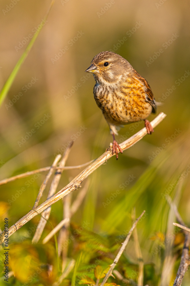 Linotte mélodieuse (Linaria cannabina, Common Linnet) Linotte mélodieuse (Linaria cannabina, Common Linnet)