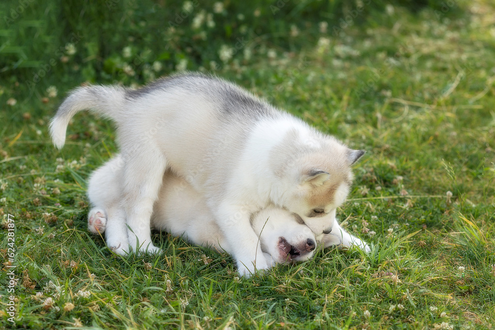 Two Siberian Husky dog puppies play outdoors in the grass Two Siberian Husky dog puppies play outdoors in the grass