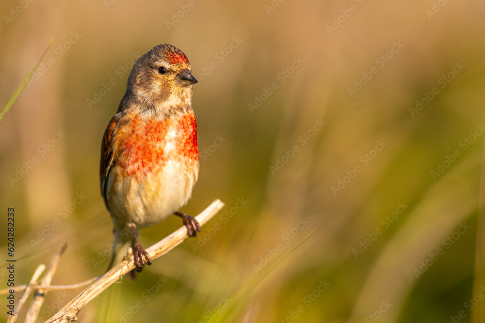 Linotte mélodieuse (Linaria cannabina, Common Linnet) Linotte mélodieuse (Linaria cannabina, Common Linnet)