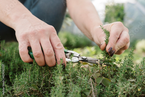 Hands of farmer cutting thyme in farm