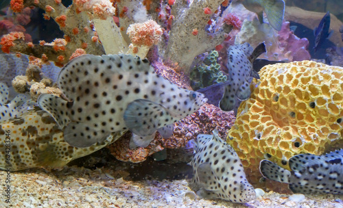 Saltwater fish in Sea Aquarium. 