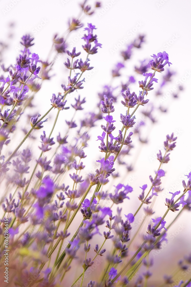 Naklejka premium Lavender purple flowers close-up on sky background, summer field
