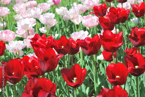 Beautiful bright spring tulips