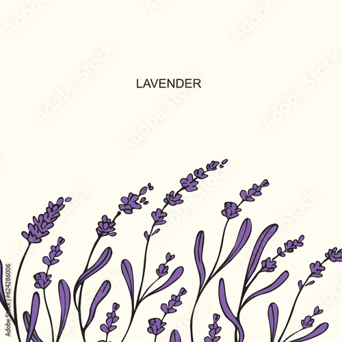 Lavender template background vector illustration. Hand drawn branches of lavender plant. Design element for postcard, print, wedding invitation, template, label, card. Blooming fragrant of Provence.