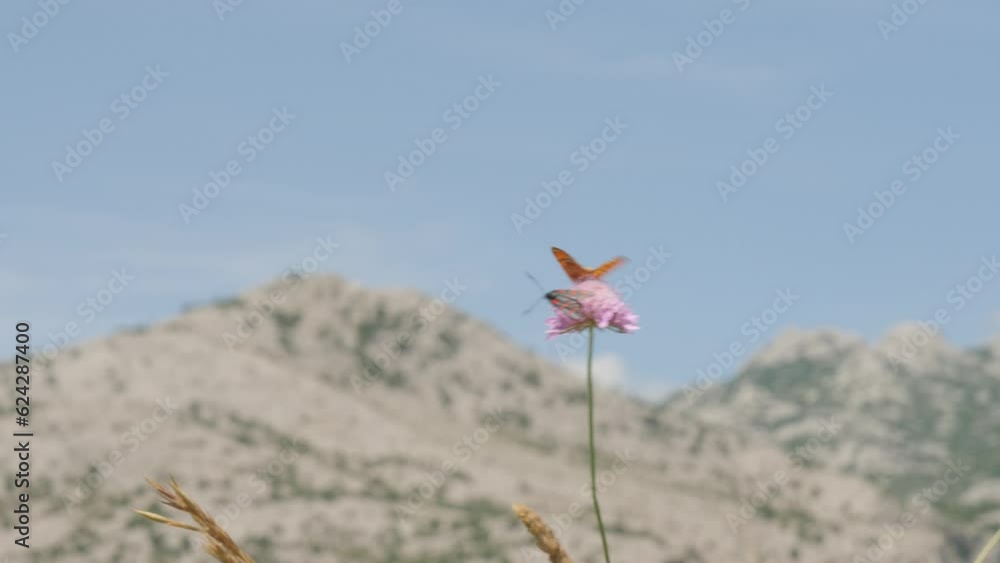 Colors in motion: mesmerizing butterflies on a vibrant pink blossom in Croatia Colors in motion: mesmerizing butterflies on a vibrant pink blossom in Croatia