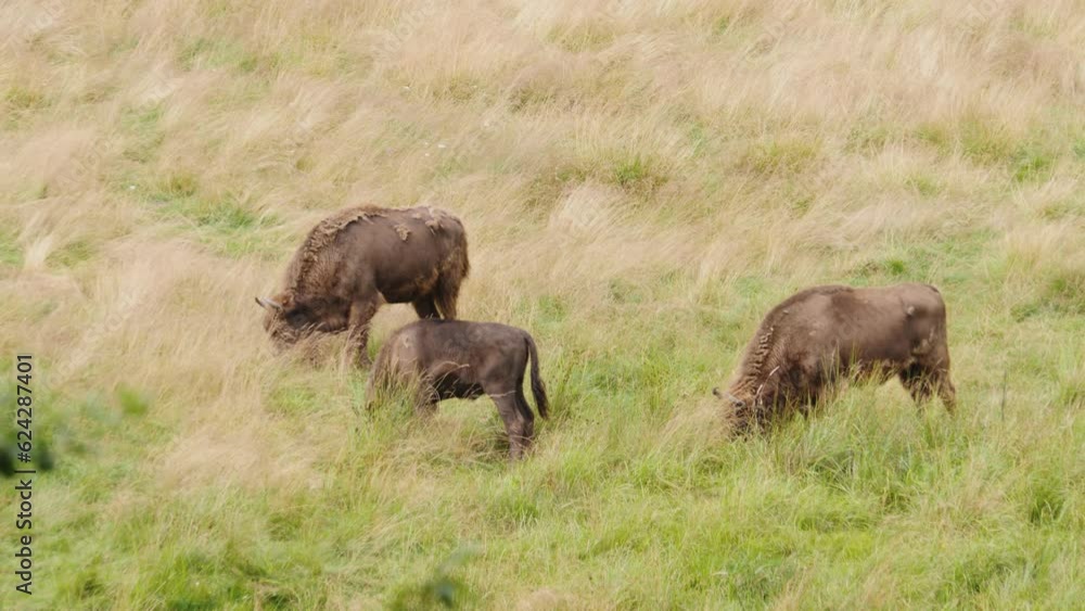High angle shot of wild European bison surrounded by tall grass on a sunny day. Bison grazes in a meadow. High angle shot of wild European bison surrounded by tall grass on a sunny day. Bison grazes in a meadow.
