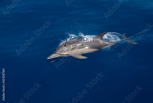 Common dolphin (Delphinus delphis) swimming in the surface of a blue and calm sea © nicolas